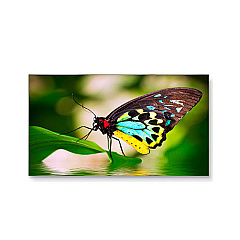 NEC 55inch Ultra Narrow Bezel Video (UN552)