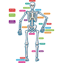 Teacher Created Resources Human Skeleton Accents Theme/Subject: Learning - Skill Learning: Anatomy - 40 Pieces - 5-17 Year - 1 Set (77241) Teacher Created Resources Human Skeleton Accents Theme/Subject: Learning - Skill Learning: Anatomy - 40 Pieces - 5-17 Year - 1 Set (77241)